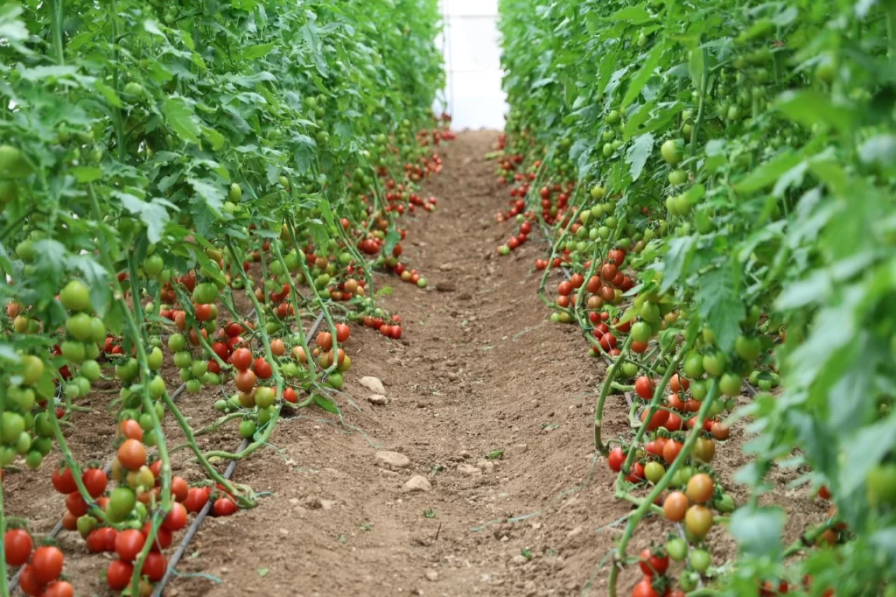 Adana'nın Kozan ilçesinde seracılıkta büyük gelişme: 400 metrekareden 30 dönüme çıktı!