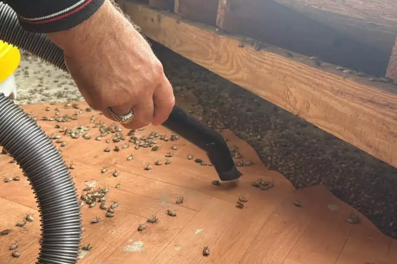 Kokarca tehlikesi kapıda! Arabanız, eviniz, iş yeriniz artık güvende değil