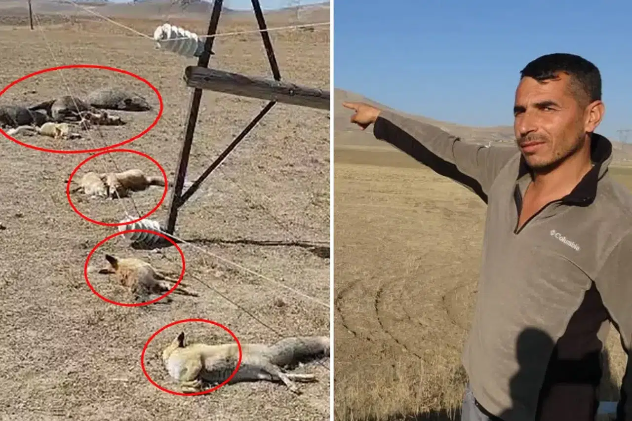 Van’da Korkunç Manzara! Hayvan Otlatırken Gördüklerine İnanamadı