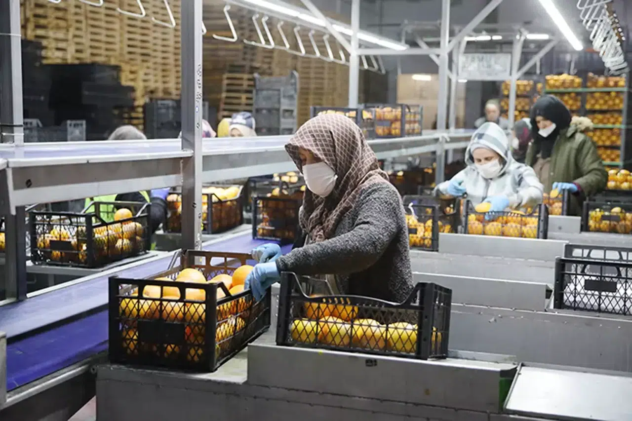 25 ülkeye ihracat yapan Saraylım Tarım battı mı? Konkordato süreciyle ilgili tüm detaylar