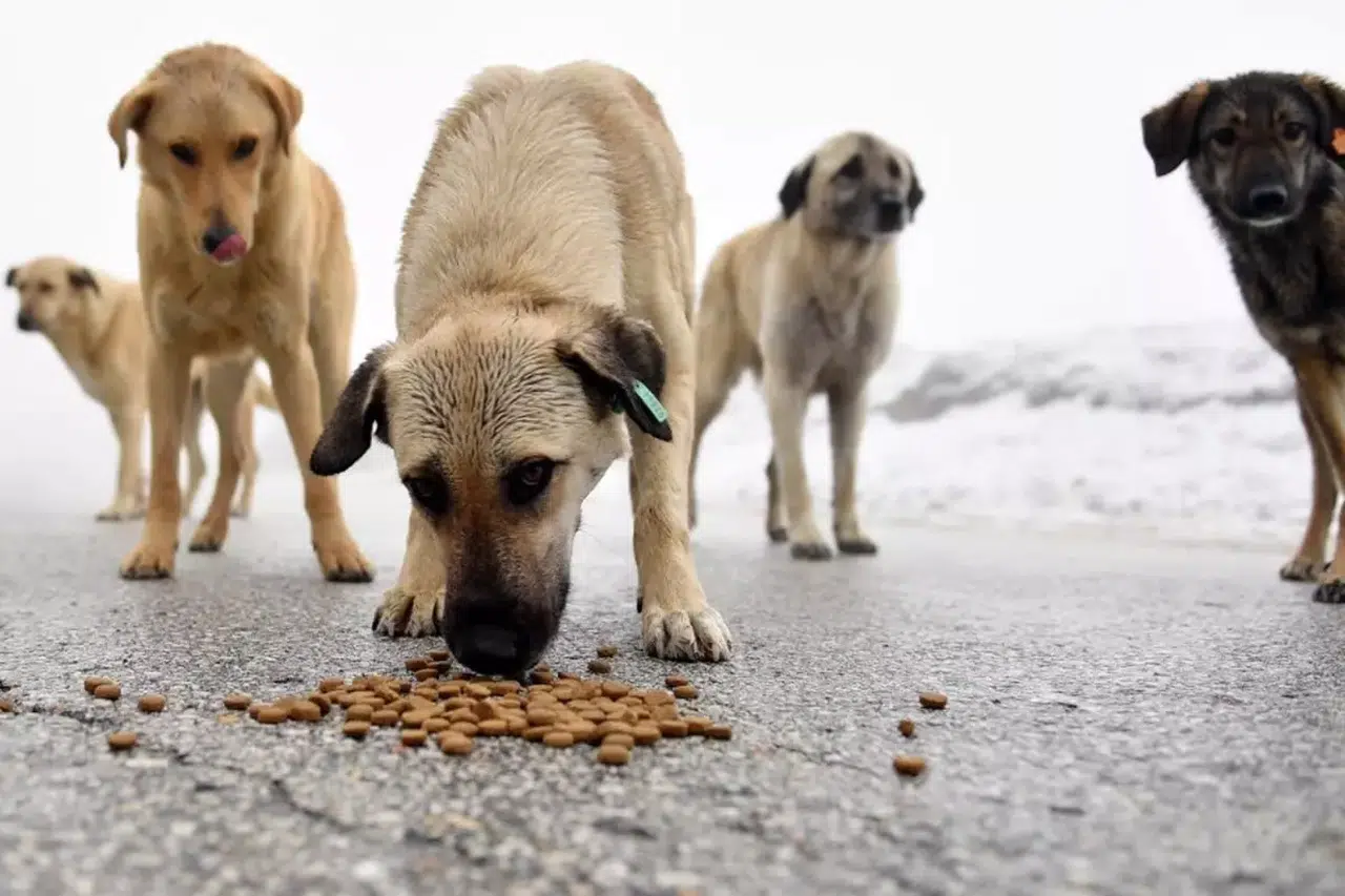İstanbul’da Sahipsiz Köpeklerle İlgili Radikal Karar! Besleme Yasaklandı