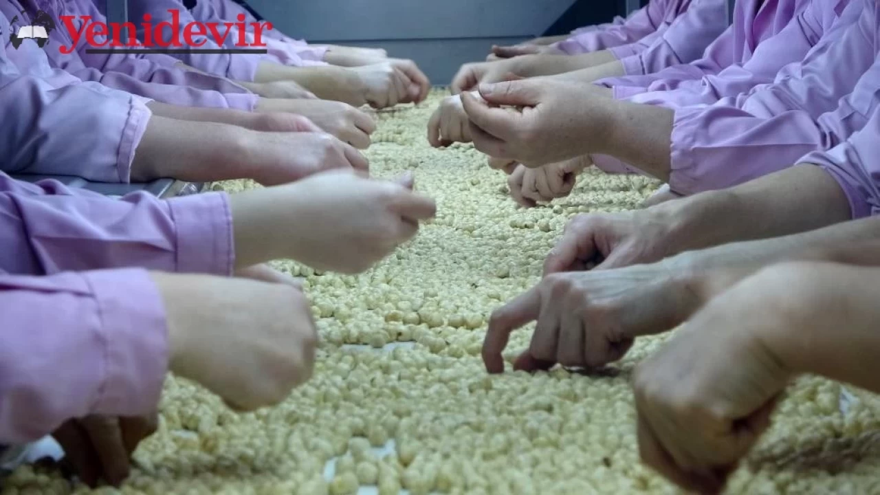 Düzce'den AB Ülkelerine 2 Bin 416 Ton Fındık İhraç Edildi, İhracat Hedefi 2024'te 20 Bin 240 Ton