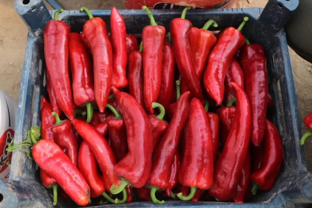 Düzce'de Tarım ve Orman Müdürlüğünden Yüzde 75 Destekli Üretim Projesi Başvuruları İçin Son Gün!