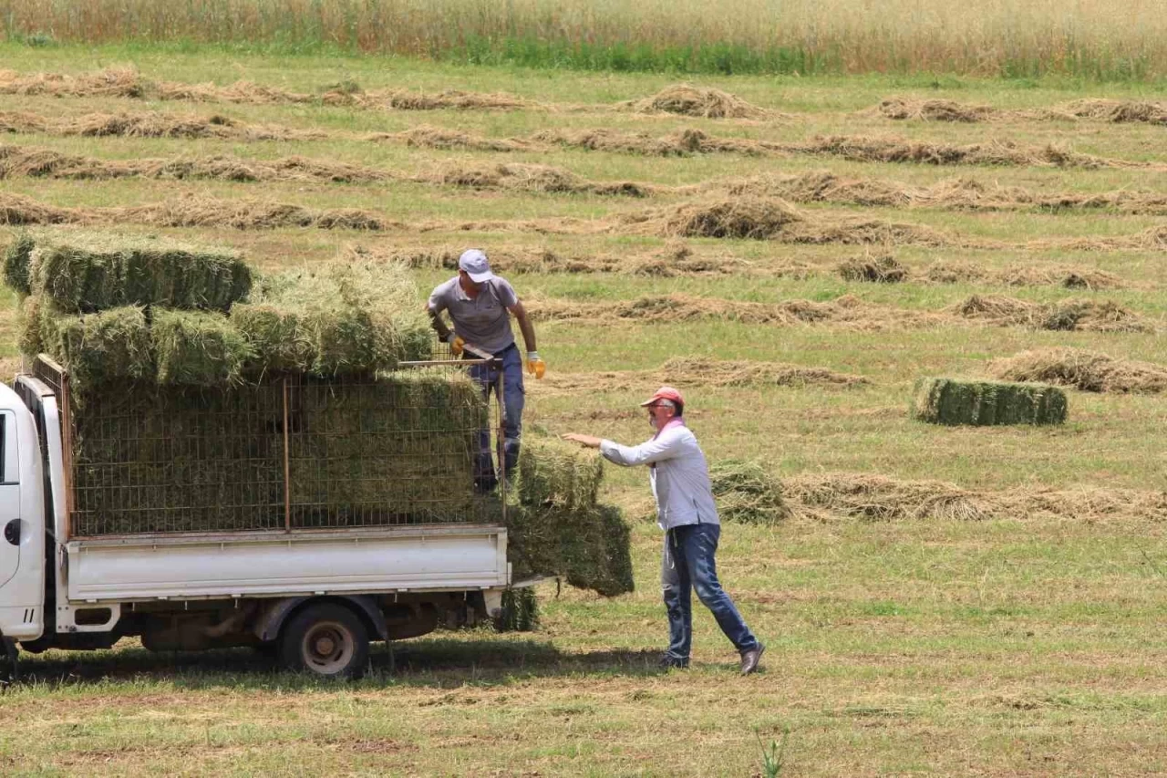 Saman Fiyatları Son 3 Ayda Yüzde 18,4 Arttı, Çiğ Süt Fiyatı Geride Kaldı
