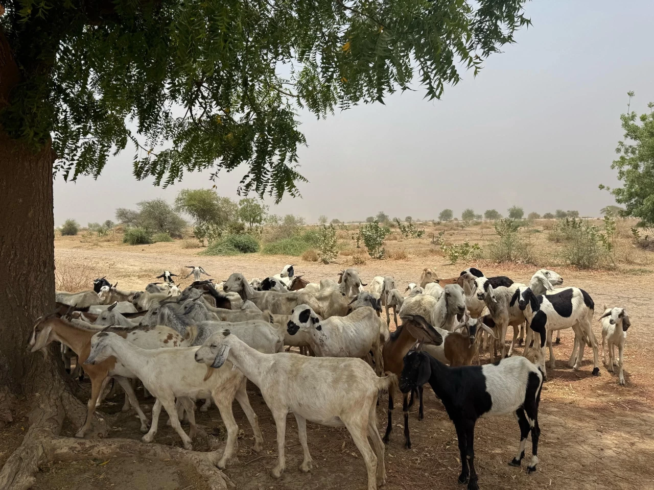 Ahiret Kazancım Derneği'nden “İyiliğe Kurban Olsun” kampanyası