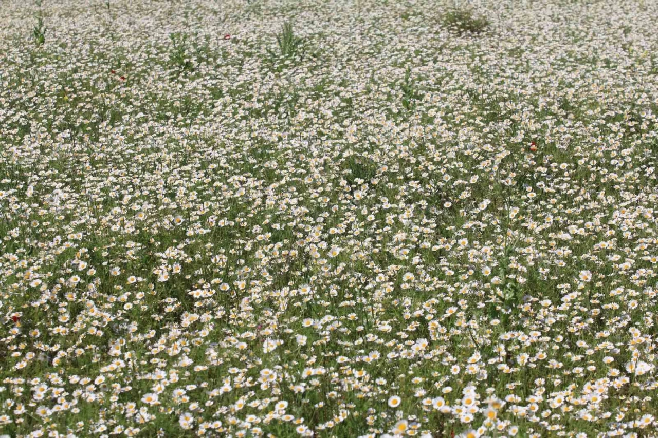 TİGEM’in Meraları Papatya Denizine Dönüştü! Görenler Gözlerine İnanamıyor