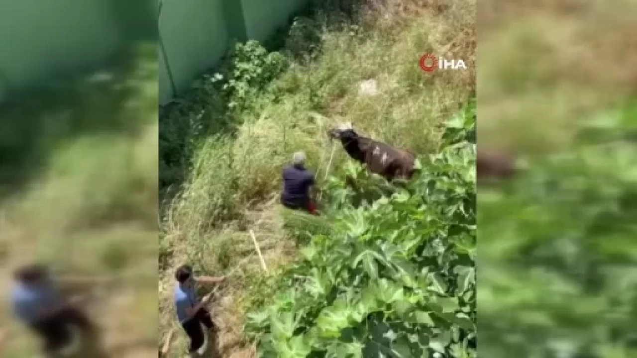 Küçükçekmece'de kaçan danaya sopayla müdahale: Vatandaşlar şiddete başvurdu!