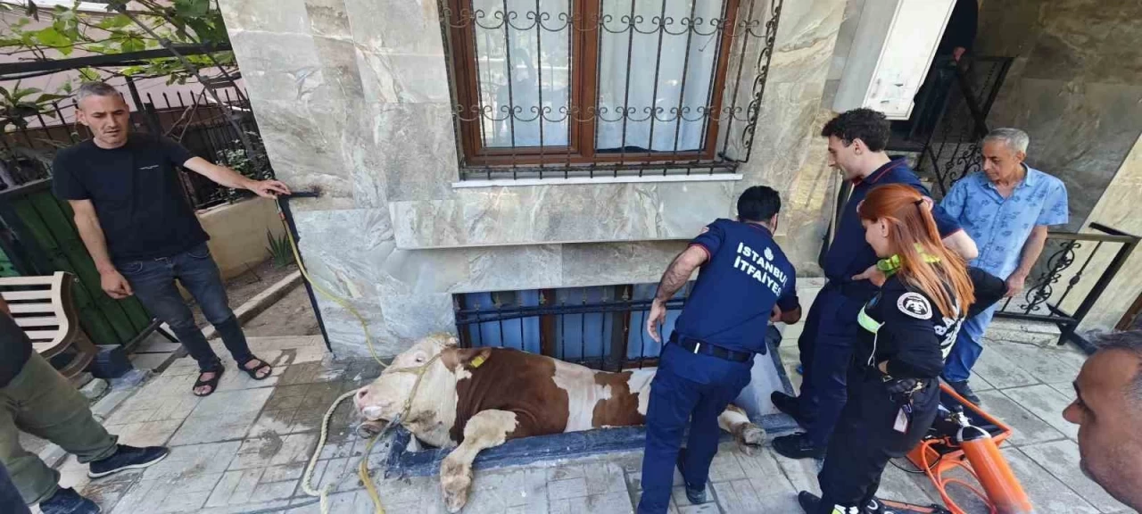 Bahçelievler'de Kurtarılan Kurtarılan Kurbanlık Boğa Olayı Kamerada!