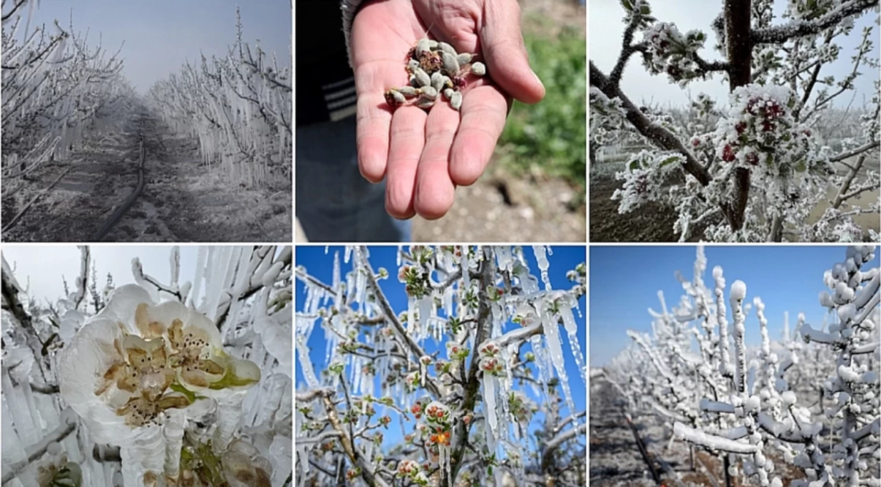 Don 21 Milyarı Götürdü