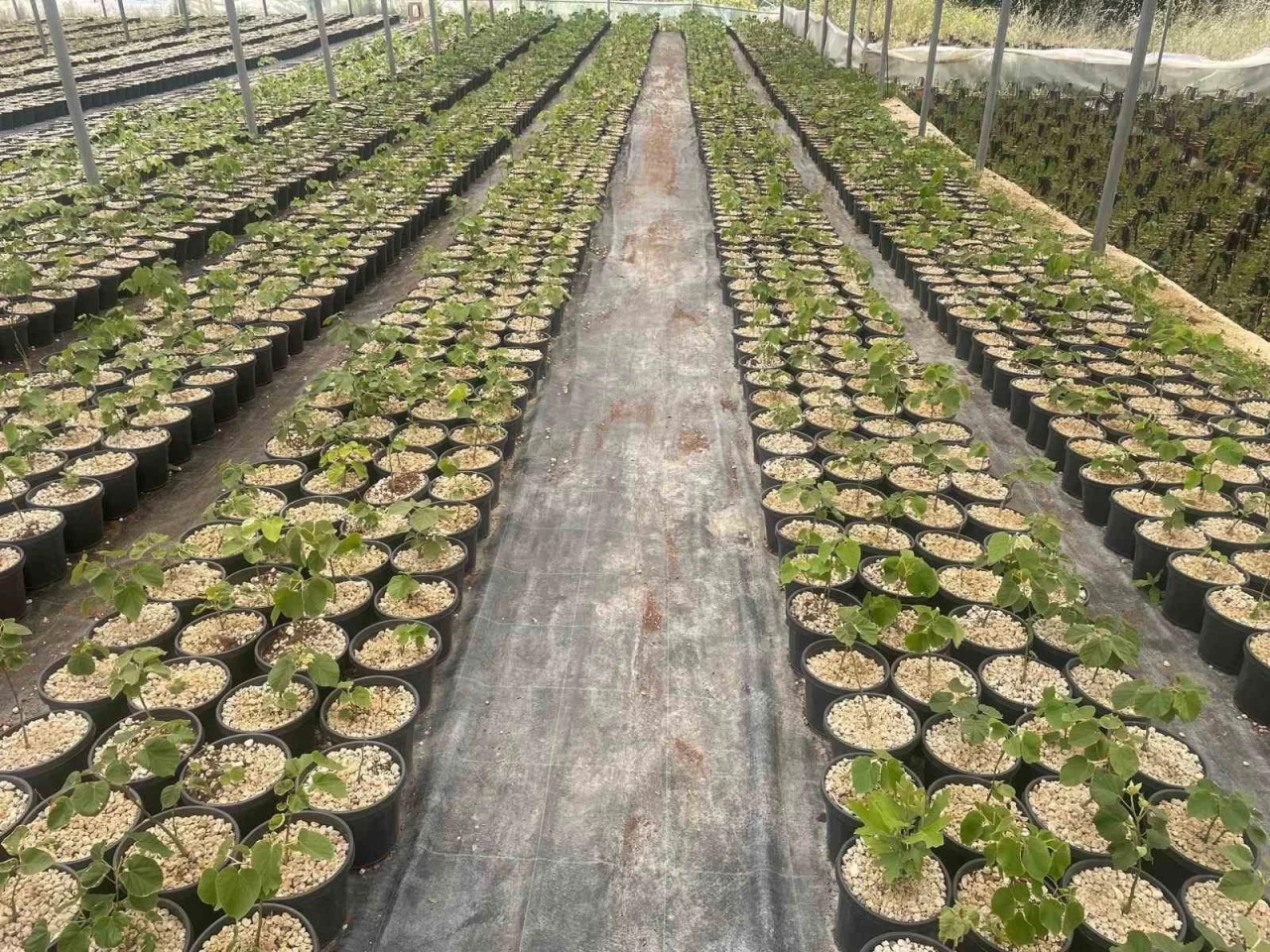 Uludağ Eteklerinde Yenilik: Dünyaya Açılmayı Hedefleyen Kooperatif Başarıya Ulaşıyor