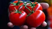 Ankara’dan Dünyaya Lezzet Zaferi: Ayaş Domatesi İtalya’ya Rakip Oldu