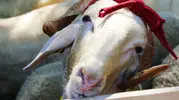 Kurban Bayramı Öncesi Fiyatlar Dikkat Çekti