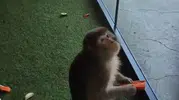 Yozgat’ta Maymun Alarmı! Koruma Altına Alındı