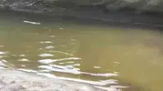 Rize'de Felaketin Bilançosu Ağırlaşıyor! Alabalık Tesisi Sulara Teslim Oldu