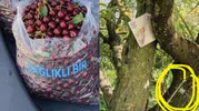 3 Poşet Kiraz İçin 50 TL Bıraktılar İddiası Gündem Oldu! Gerçek Sonradan Ortaya Çıktı