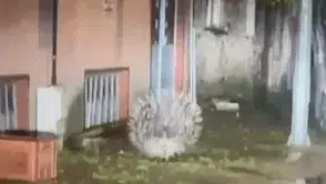 Ege’de Şaşırtan Görüntü: Şehir Merkezinde Nesli Tükenme Tehlikesindeki Oklu Kirpi