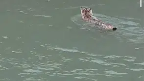 Van’da Nadir Görüntü! Nesli Tehlike Altındaki Vaşak Çaydan Geçerken Kaydedildi