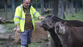 Bursa Hayvanat Bahçesi Tapirleri Kış Aylarında Meyve Kokteyliyle Besleniyor