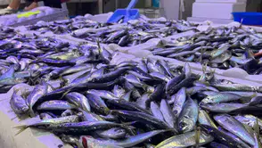 İstanbul’da Sofraların Yeni Gözdesi: İstavrit Hamsiyi Solladı