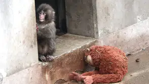 Japonya’da Annesi Tarafından Terk Edilen Yavru Maymun Punch’ın Görüntüleri Viral Oldu