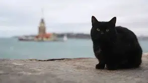 Farkında Olmadan Hayatınızı Etkileyen Batıl İnançlar:Kara Kedi, Tuz ve Köprü…