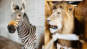 Trabzon Havalimanı’nda Yaban Hayatı Kaçakçılığı Operasyonu: 19 Kargoya El Konuldu”