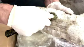 Türkiye Genelinde Uyuşturucuya Büyük Darbe: Tonlarca Madde Ele Geçirildi