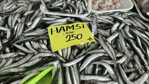 Denizlerde Sessiz Kriz: Hamsi Bolluğu Neden Felakete Dönüştü