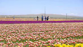 Türkiye’nin en büyük lale tarlası Karaman’da ziyaretçi akınına uğradı: 9 günde 400 bin kişi geldi