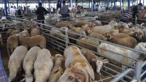 Balıkesir’de şap hastalığı krizi: Hayvan pazarları tamamen kapatıldı! Karar üreticiyi şoke etti