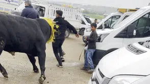 Diyarbakır’da Kurbanlık Boğa Ortalığı Karıştırdı! Vatandaşlar Kaçıştı