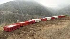 Kafeslerden Çıkıp Özgürlüğe Uçtular! Hatay'da Duygulandıran Görüntüler
