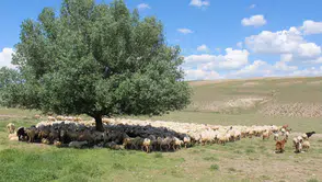 Köylerde Yeni Dönem Başladı! Çoban Krizine Farklı Çözüm