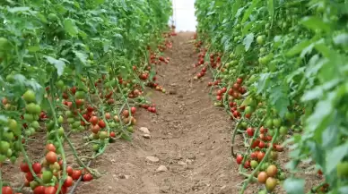 Adana'nın Kozan ilçesinde seracılıkta büyük gelişme: 400 metrekareden 30 dönüme çıktı!