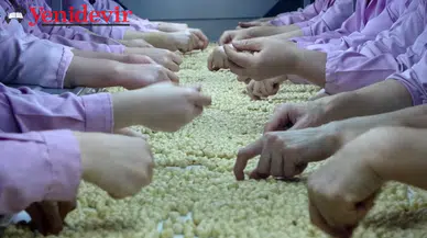 Düzce'den AB Ülkelerine 2 Bin 416 Ton Fındık İhraç Edildi, İhracat Hedefi 2024'te 20 Bin 240 Ton