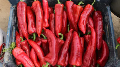 Düzce'de Tarım ve Orman Müdürlüğünden Yüzde 75 Destekli Üretim Projesi Başvuruları İçin Son Gün!