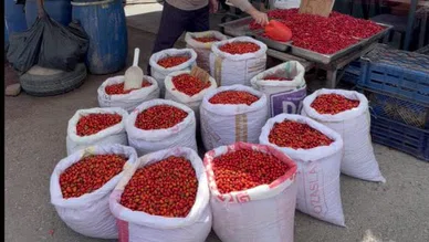 Kuşburnunda Bolluk Fiyatları Yarıladı