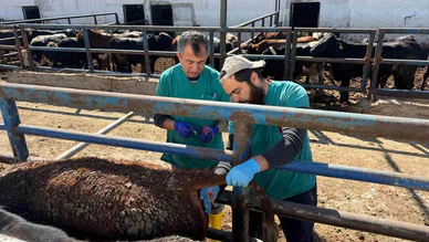 Kütahya’da Uruguay’dan Getirilen Sığırlara Sıkı Sağlık Kontrolü