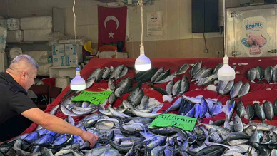 Palamut Bolluğu Fiyatları Düşürdü: Tanesi 75 Lira