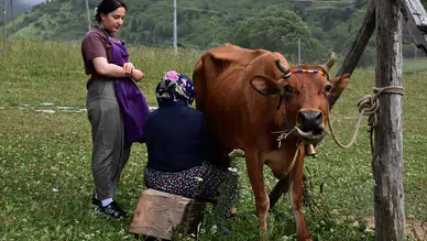 Trabzon’un 100 Yıllık Sırrı: Coğrafi İşaretli Hamsiköy Sütlacı