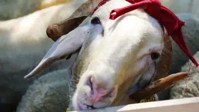Kurban Bayramı Öncesi Fiyatlar Dikkat Çekti