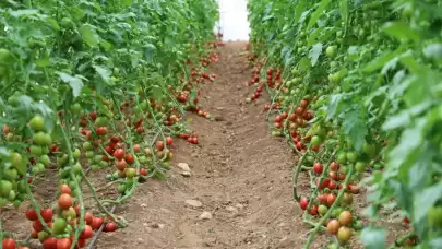 Adana'nın Kozan ilçesinde seracılıkta büyük gelişme: 400 metrekareden 30 dönüme çıktı!