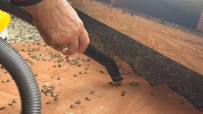 Kokarca tehlikesi kapıda! Arabanız, eviniz, iş yeriniz artık güvende değil