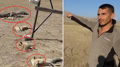 Van’da Korkunç Manzara! Hayvan Otlatırken Gördüklerine İnanamadı