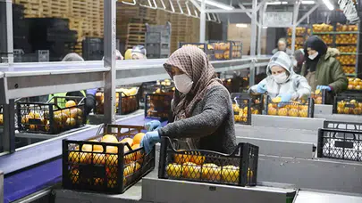 25 ülkeye ihracat yapan Saraylım Tarım battı mı? Konkordato süreciyle ilgili tüm detaylar