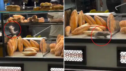 Ekmeklerin arasında fare gezdi, fırıncı susturmak için servet teklif etti!