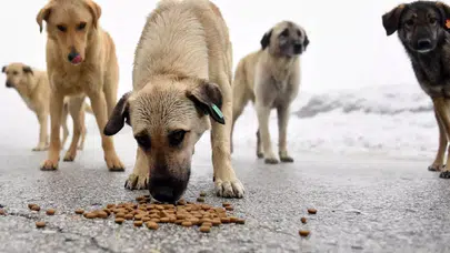İstanbul’da Sahipsiz Köpeklerle İlgili Radikal Karar! Besleme Yasaklandı