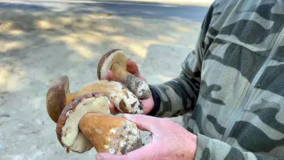 Istranca Ormanları’nda mantar kalmadı! Fiyatlar uçtu, üreticiler gramla satıyor