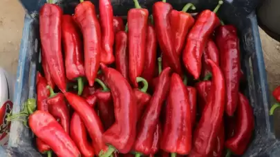 Düzce'de Tarım ve Orman Müdürlüğünden Yüzde 75 Destekli Üretim Projesi Başvuruları İçin Son Gün!