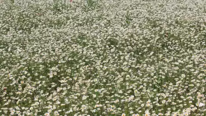 TİGEM’in Meraları Papatya Denizine Dönüştü! Görenler Gözlerine İnanamıyor